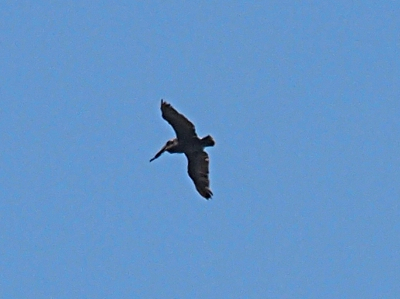 [This is an underside view of a pelican in flight with its wings stretched to the side. It's more of a profile shot as the sun is angled such that the bird looks nearly all dark grey.]